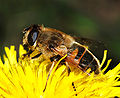 * Nomination High resolution shot of a female drone-fly (Eristalis tenax) while collecting nectar - Alvesgaspar 21:46, 24 November 2007 (UTC) * Promotion Incredible resolution. Acarpentier 00:55, 25 November 2007 (UTC)