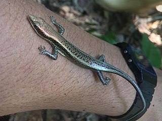 <span class="mw-page-title-main">Black mabuya</span> Species of lizard