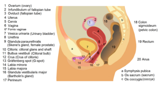 <span class="mw-page-title-main">Female reproductive system</span> Reproductive system of female humans