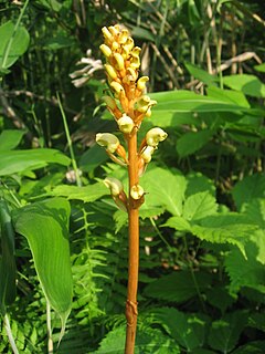 <i>Gastrodia</i> Genus of orchids