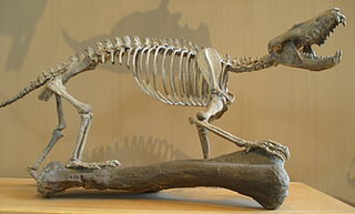 <i>Gobiconodon</i> Extinct genus of mammals