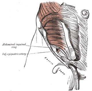 <span class="mw-page-title-main">Transversalis fascia</span> Aponeurosis between the transverse abdominal muscle and the extraperitoneal fat