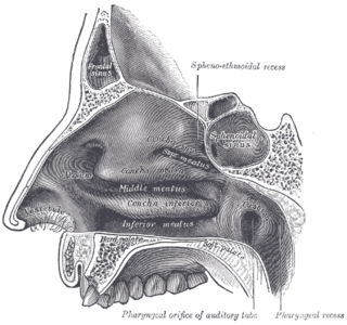 <span class="mw-page-title-main">Choana</span> Each of two openings from the nasal cavity to the throat