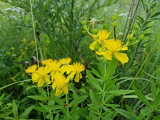 <i>Hypericum swinkianum</i> Species of plant