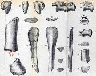 <i>Hypselosaurus</i> Extinct genus of reptiles