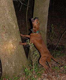 Coonhounds were bred for treeing behavior, as exhibited by this Redbone Coonhound. I tree.jpg