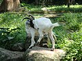 Kambing di Zoo Negara, Malaysia.