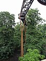 Kew Gardens tree walk