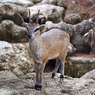 <span class="mw-page-title-main">Klipspringer</span> Species of mammal