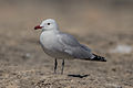 Audouin's gull