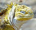 Land Iguana (Conolophus subcristatus)