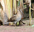 Gallinago hardwickii