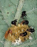 Éclosion d'œufs de doryphore et larves au premier stade sur une feuille de pomme de terre