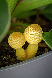 Two in flowerpot