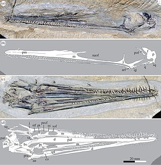 <i>Liaodactylus</i> Genus of ctenochasmatid pterosaur from the Late Jurassic