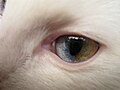 Heterocromia setorial em um gato.