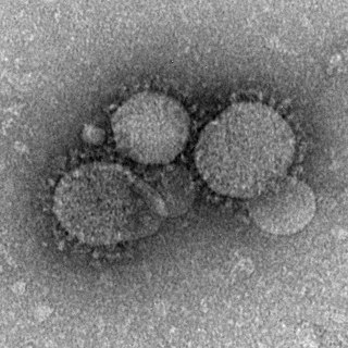 <span class="mw-page-title-main">MERS-related coronavirus</span> Species of virus