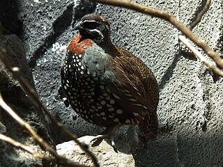 <span class="mw-page-title-main">Madagascar partridge</span> Species of bird