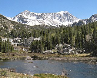 <span class="mw-page-title-main">Beaver in the Sierra Nevada</span> Wildlife indigenous to California mountains