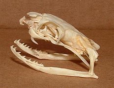 Schädel einer proteroglyphischen Königskobra