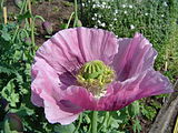 The opium poppy Papaver somniferum is the source of the alkaloids morphine and codeine.[63]