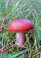 Russula rhodopus