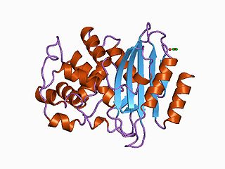 <span class="mw-page-title-main">Beta-lactamase</span> Class of enzymes