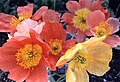 Papaver alpinum cultivars