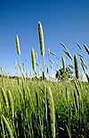 Phalaris aquatica.jpg