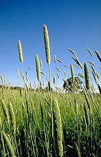 <i>Phalaris</i> (plant) genus of flowering plant in the grass family Poaceae