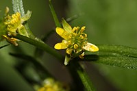 Ranunculus uncinatus