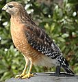 Buteo lineatus (cat.)