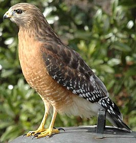 Roodschouderbuizerd