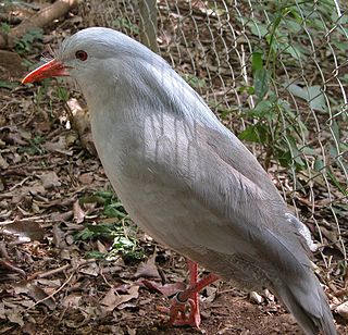 <span class="mw-page-title-main">Eurypygiformes</span> Order of birds