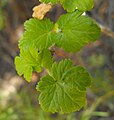 Ribes thacherianum