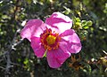 Rosa minutifolia