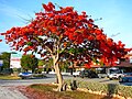 Image 28Royal Poinciana tree in full bloom in the Florida Keys, an indication of South Florida's tropical climate (from Geography of Florida)