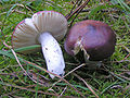 Russula caerulea