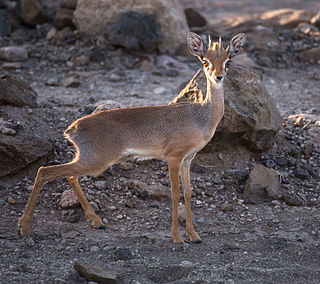 <span class="mw-page-title-main">Salt's dik-dik</span> Species of mammal