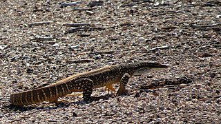 <span class="mw-page-title-main">Sand goanna</span> Species of lizard