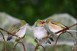 <span class="mw-page-title-main">White-eye</span> Family of birds