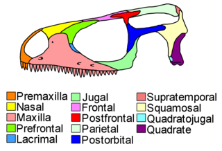 <span class="mw-page-title-main">Lepidosauromorpha</span> Clade of reptiles