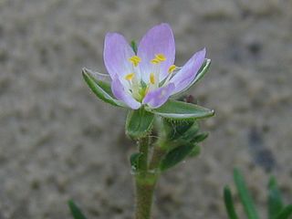 <i>Spergularia media</i> Species of flowering plant in the pink family Caryophyllaceae