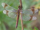 Sympetrum pedemontanum (Gebänderte Heidelibelle, altes Weibchen) [D]