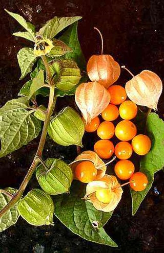 <i>Physalis peruviana</i> Species of cultivated South American fruit