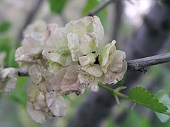 Ulm siberian (Ulmus pumila⁠(d))