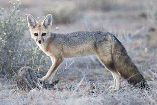 <span class="mw-page-title-main">Cape fox</span> Species of carnivore