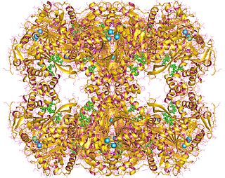 <span class="mw-page-title-main">Dihydrolipoyllysine-residue (2-methylpropanoyl)transferase</span>