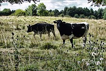 photo couleur de deux vaches pie noir. Le noir est présent sur la tête et le bas des pattes et sur les flancs en taches ou mouchetures. Les cornes sont courtes et en croissant.