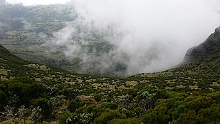 Aberdares Vegetation.jpg